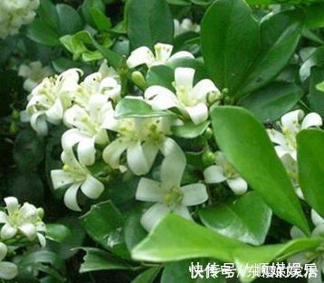 养护|不要在家里错过这朵花花香闻起来比桂花好,容易生长好养护