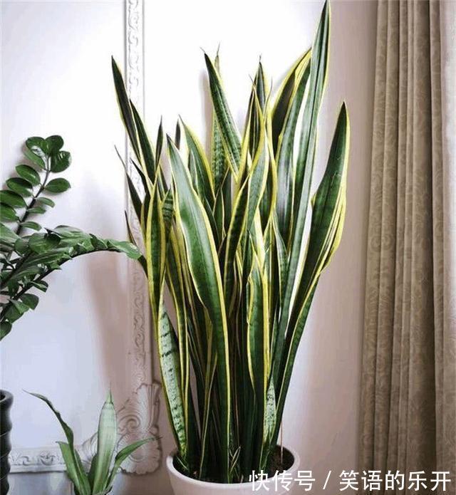 积水|适合“干养”的11种花,天冷更加要控水,不然难过冬