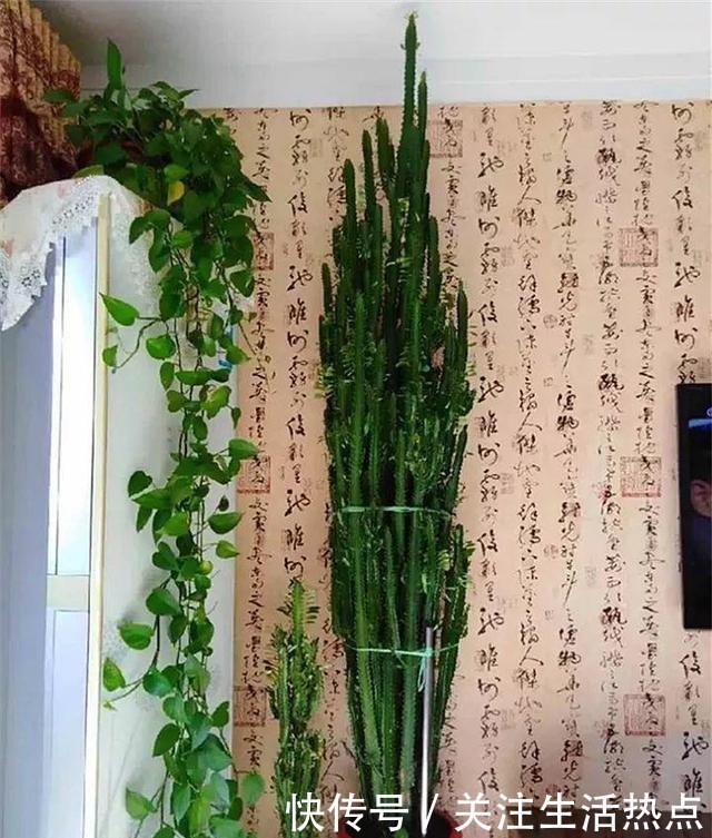 幸福树|客厅养4种“树”真过瘾,几年长到2米高,懒人养“最合适”!