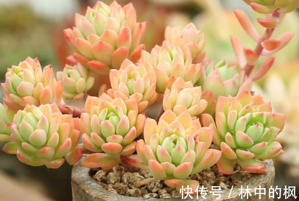 养多肉马库斯,花友们遇到的4个问题,说一下我的答案