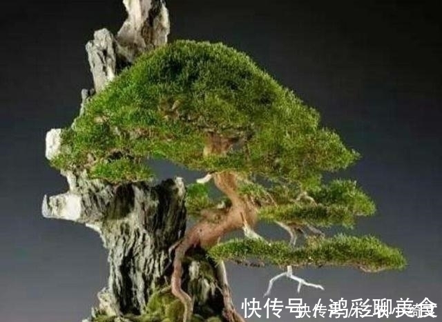 怎样才能制作出漂亮的露根盆景呢 试试这几个盆景露根方法吧
