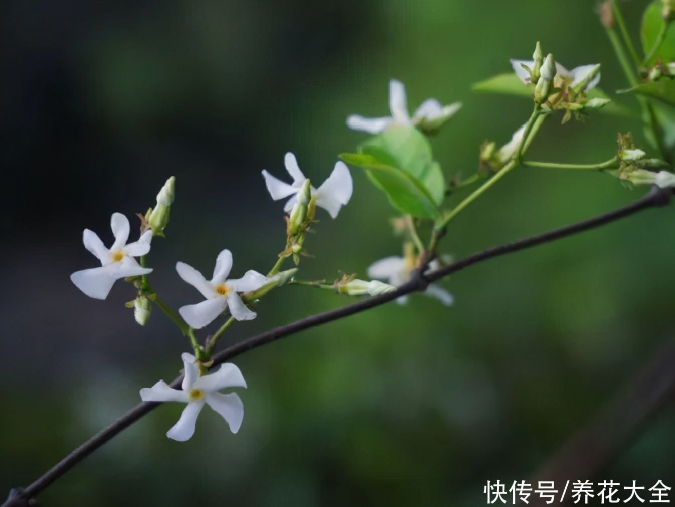 枝条|冬剪开始了，月季看见这种枝，就要赶紧剪