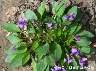 凉拌|农村里这种野菜，吃了补气养血，凉拌最好吃，你吃过吗?