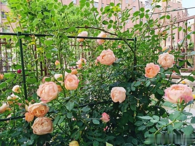 圆滚滚的绣球，瀑布般的花墙，这届花友也太会种花了吧