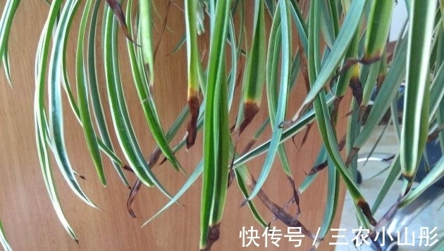 修剪|吊兰怎么养才能更旺盛