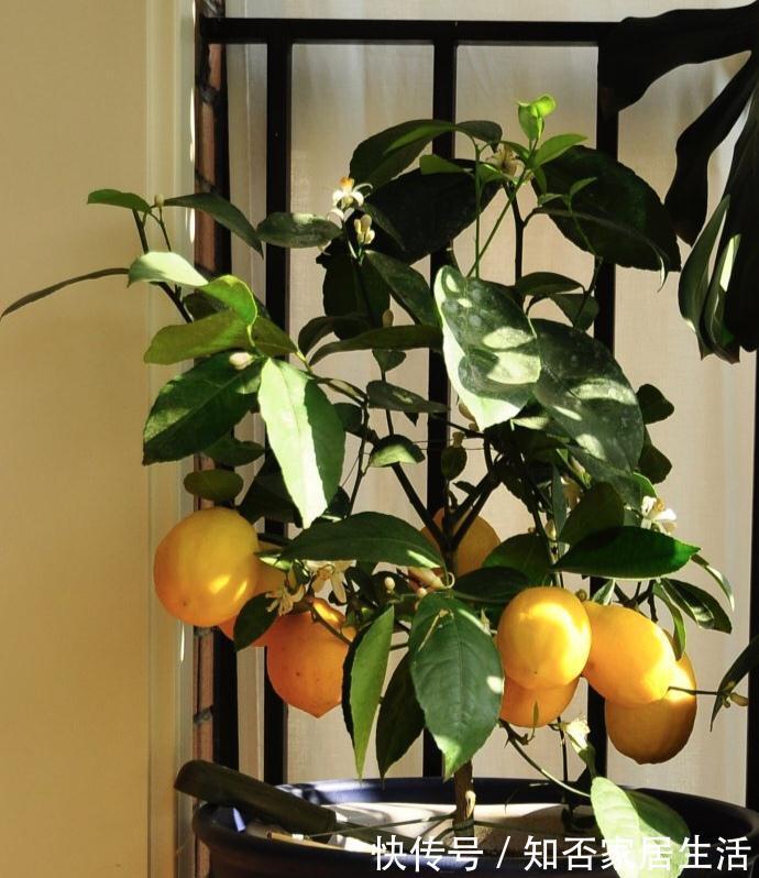 3种“养人树”，漂亮有香味，能吃能观赏，建议至少养一种