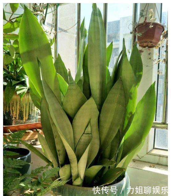 7种“富贵花”,容易被浇死,别太狠,一杯水就够养一冬天