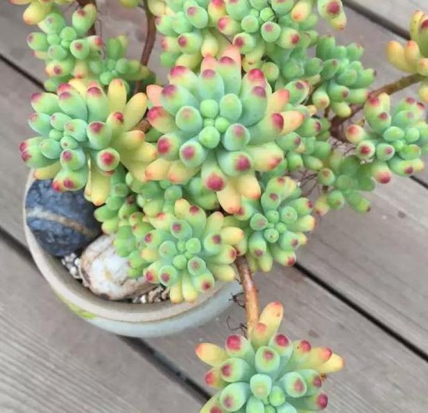 多肉养殖雷区多，植株容易长畸形该怎么办从3方面解决就够了