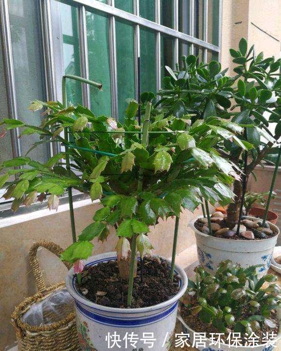 浇水|6种花,最怕热,30度就黄叶,再乱浇水,容易“烂根”