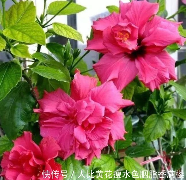 家里养上4种花，个个美出状态，花朵迷人，阵阵花香