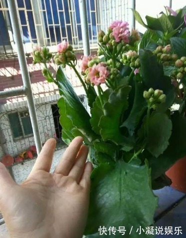 浇水|长寿花的养护绝招，这样养叶片长得比手掌还大！