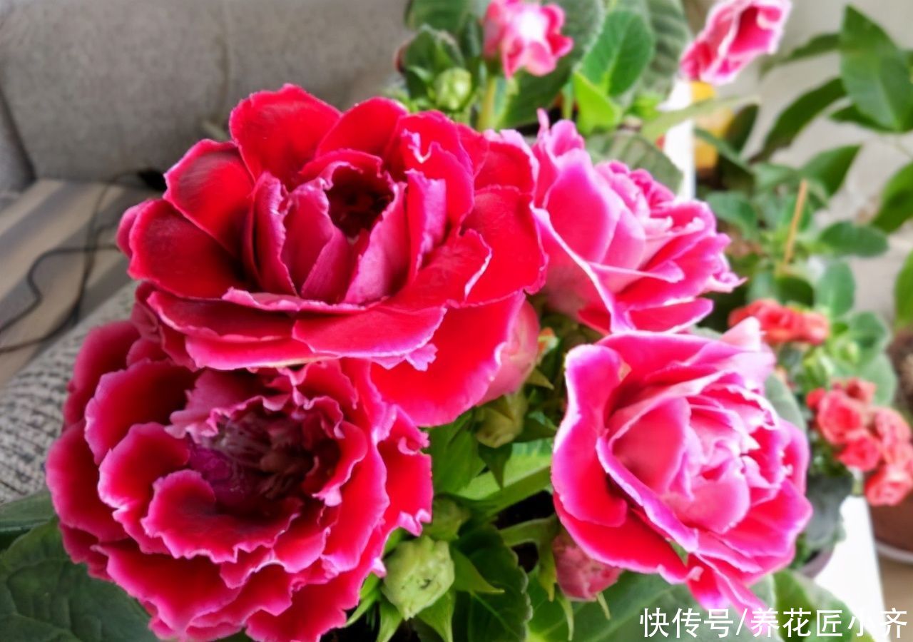 3种可以叶插的花卉,很容易成活,新手“玩”可以,但是养大很难