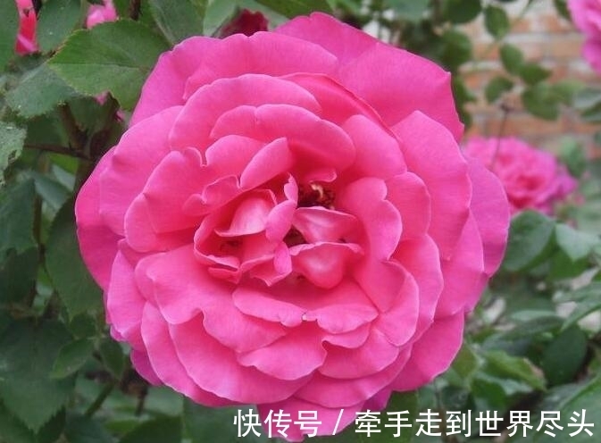 四季|月季不开花?教你“3法”,给它“摘心剪发”,四季开花年年爆盆