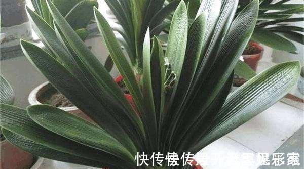 君子兰|给君子兰换盆,“这点”要知道,不然不长不开花,让你“干着急”