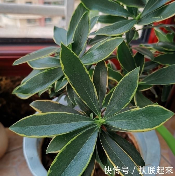 花盆|冬天盛开的8种花爱住“小房子”,花盆越大,越容易黄叶