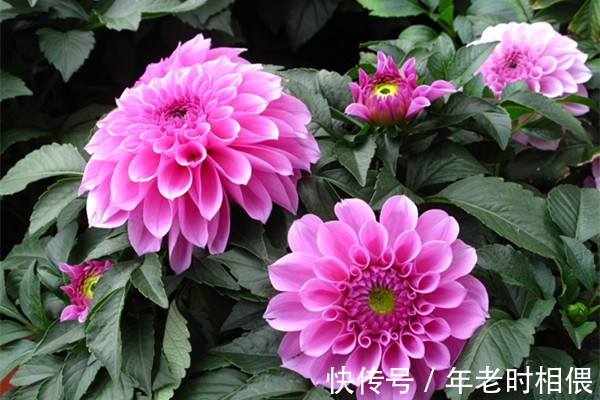 喜欢在家中中养护花卉,就选花期长,花色绚丽,人见人爱的3种花