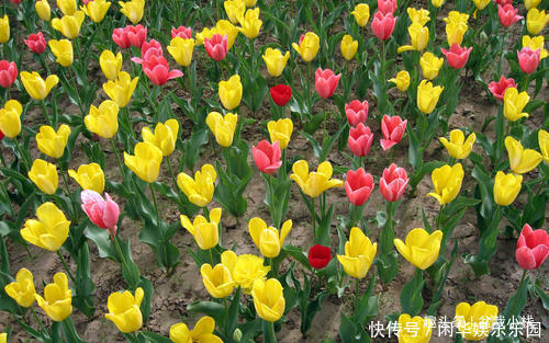 1种花,就只有一个花骨朵,但比玫瑰还惊艳!你认识吗