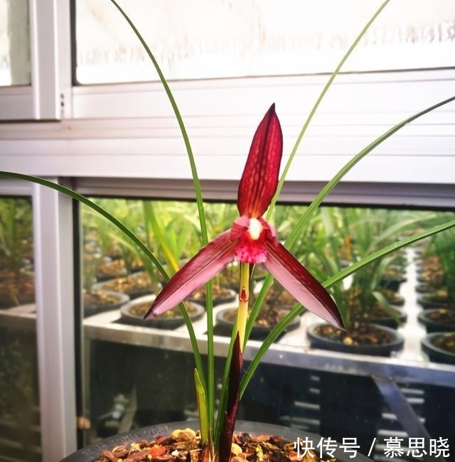 此兰，花色堪称“顶级”，甜香四溢，曾多次获奖，美得移不开眼！