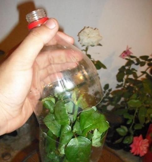 扦插月季学会5种方法,一个“窍门”全能活,小苗“泛滥”,变成月季园