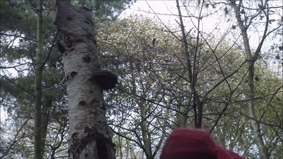 树木|日本网友发现野生奥利奥,这年头饼干都能从树上长出来了