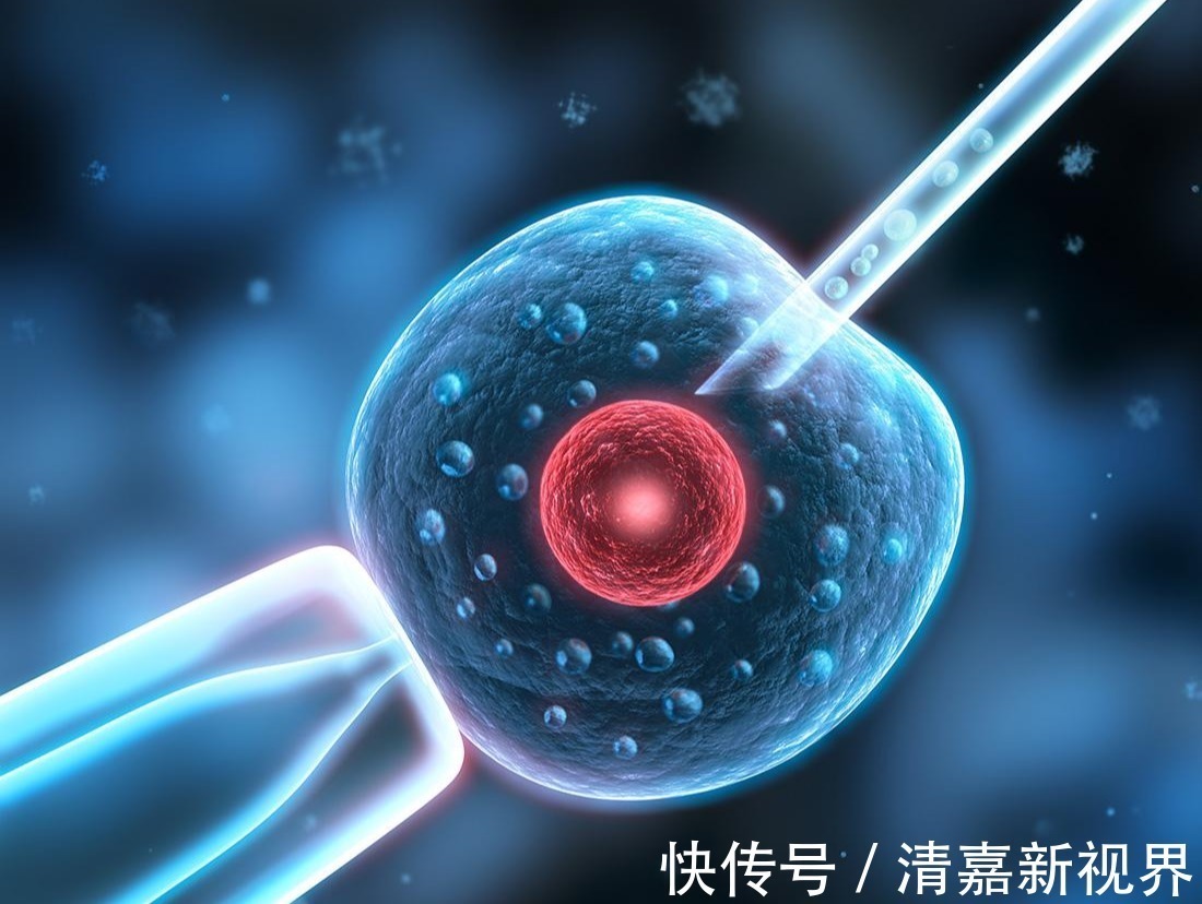 移植|国内第一个试管婴儿,现今已经31岁了,那么她跟普通人有何不同