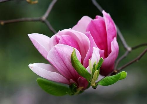 打喷嚏|有史以来反馈最好的方子,最快三天搞定鼻炎,今天再说一遍