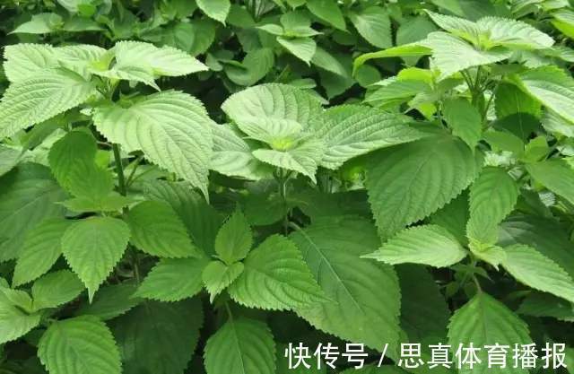 人参草|乡下田间地头常见的“紫苏”,8大功效,教你全部吃出来!