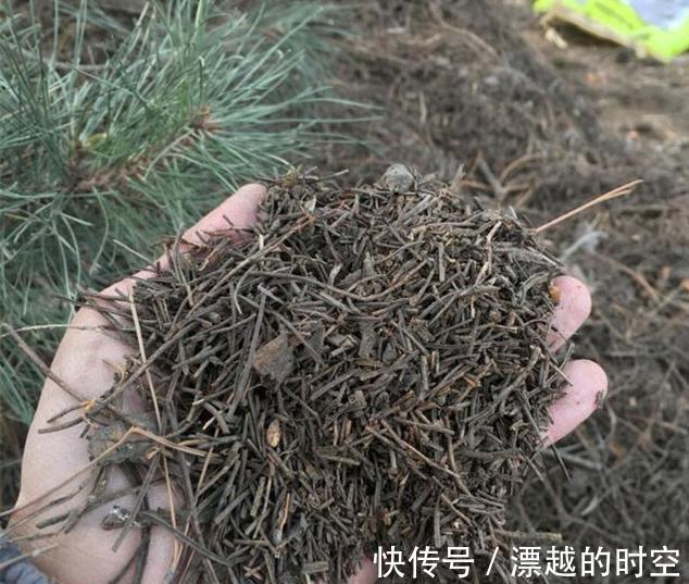 松针土|养花配土,路边捡“天然酸性土”,稍加处理,秒变“万能营养土”