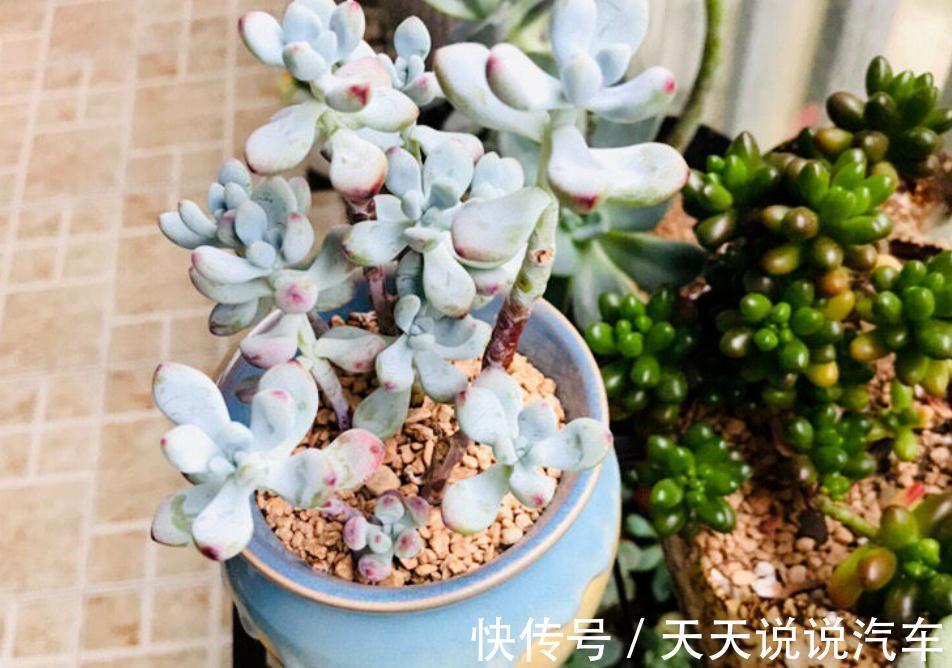徒长后的多肉该怎么处理？砍头、扦插，按这些步骤操作准没错