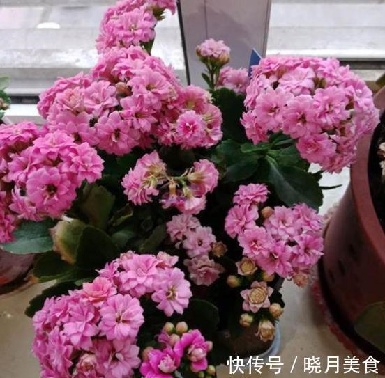 新手须知：秋冬养长寿花，5个要点要谨记，做好了才能早开花