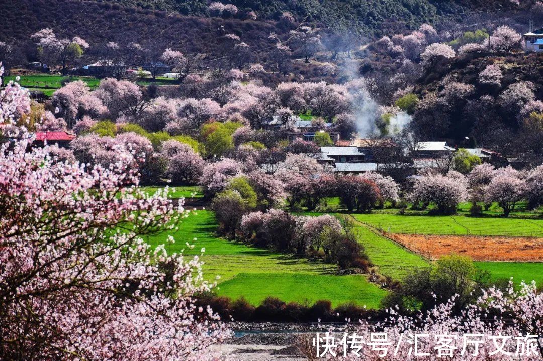 桃花|2022年的春天，期待一场林芝桃花与蓝冰的邂逅