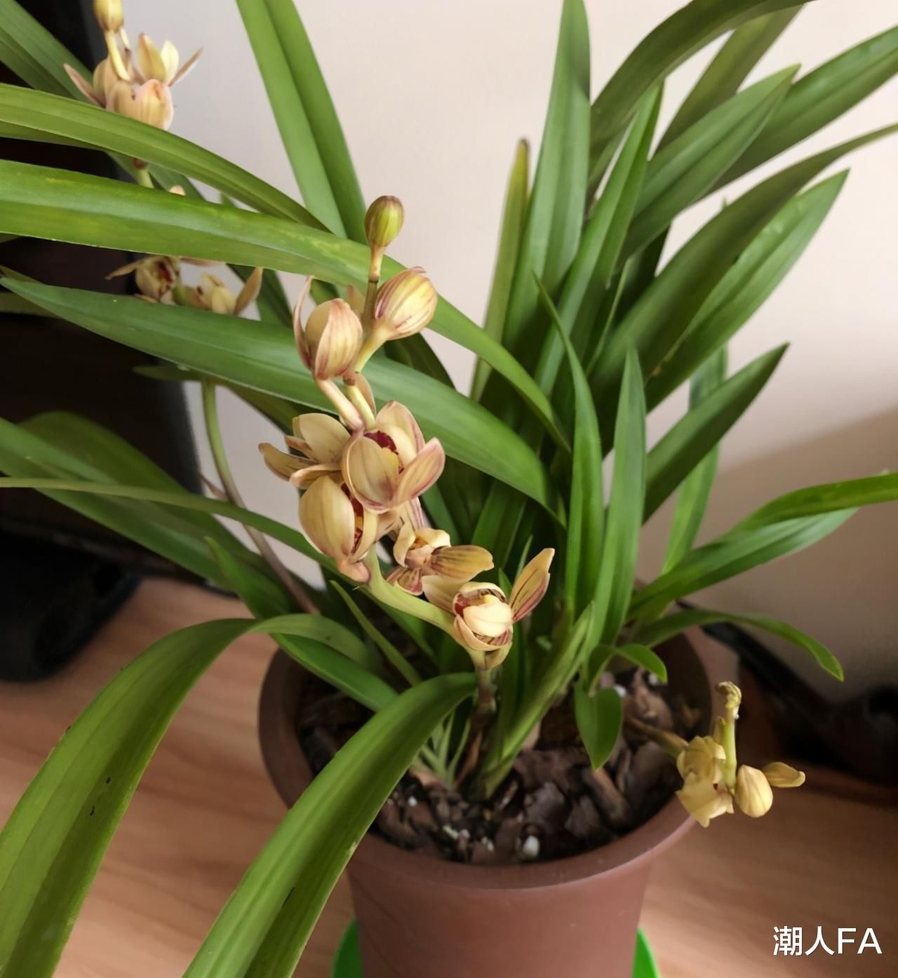 养兰要选四季兰，一年开花多次，好养易活，新手也能养