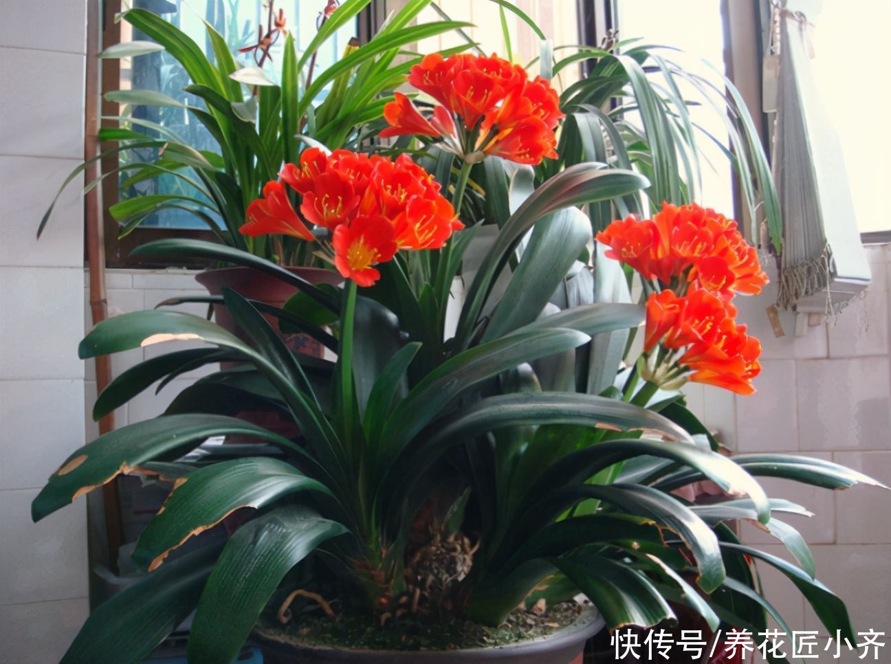 小齐|秋季给君子兰换土，通过3点判断是否该换，掌握方法不影响开花