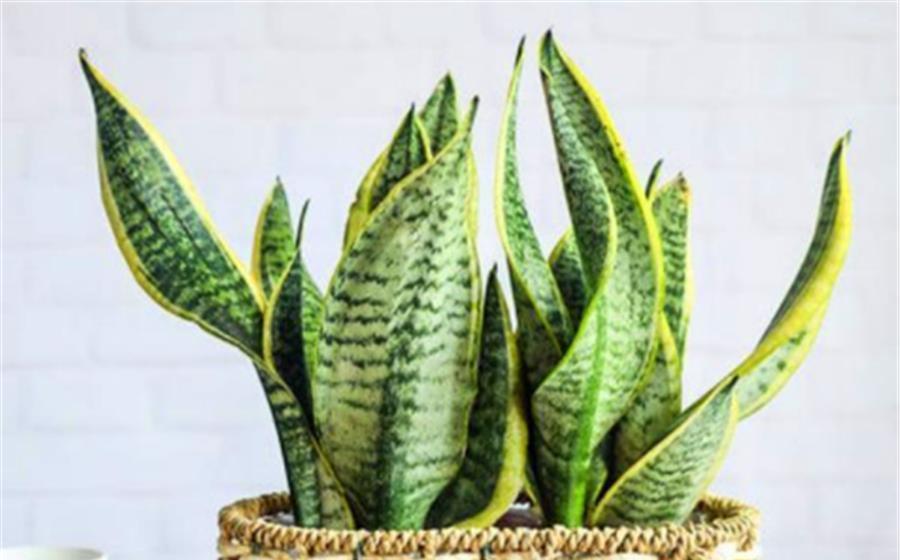 浇水|夏天虎皮兰有“4怕”,难怪叶片化水还烂根,学会了叶子肥新芽多