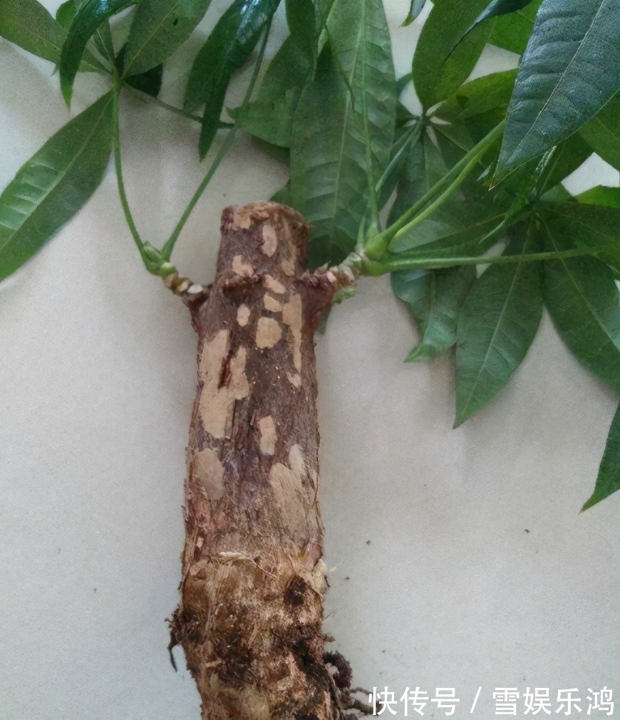 4种“吉利花”,被水浇死了不要扔,简单处理又能长满盆