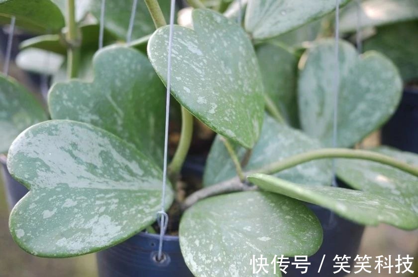 盆栽|养花10多年总结的室内养花技巧,让新手也能养好花,避免叶黄