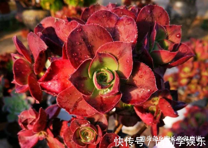 法师|多肉红富士法师,出状态时那一抹红色的娇艳是否会将你彻底迷倒