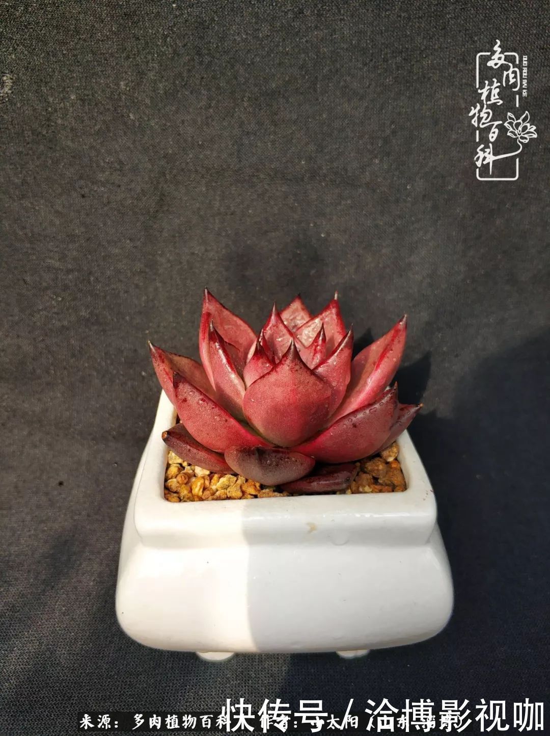 小苗|脱坑一年,最后发现自己生活里始终离不开多肉!