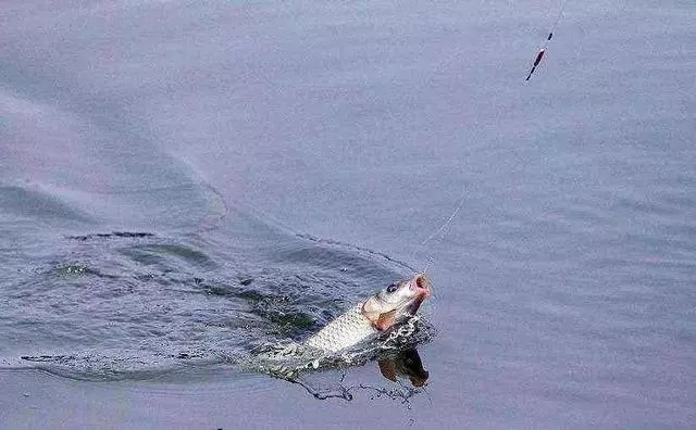 找到8个公认的“鱼窝”,可以从早钓到晚,野钓渔获满满不是梦