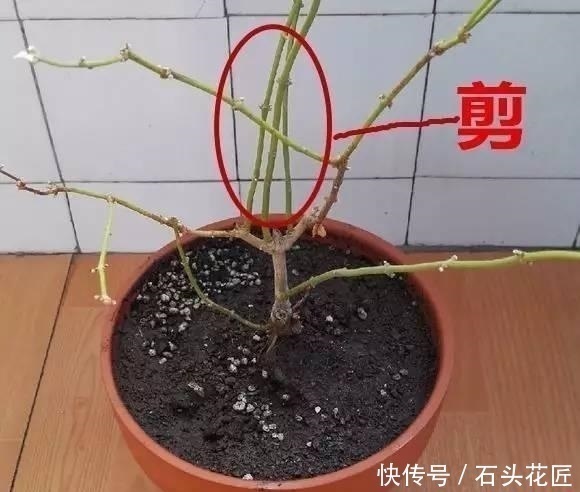 修剪|家里有5种花，12月之前要“动剪刀”，舍得剪、花量翻倍