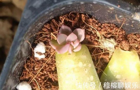 养花坏习惯不趁早摆脱这3臭毛病,居家盆栽长久不了