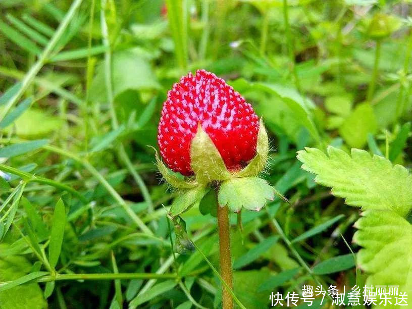 果实|山里的野果是农村童年最珍贵的零食,吃过的至少是90后