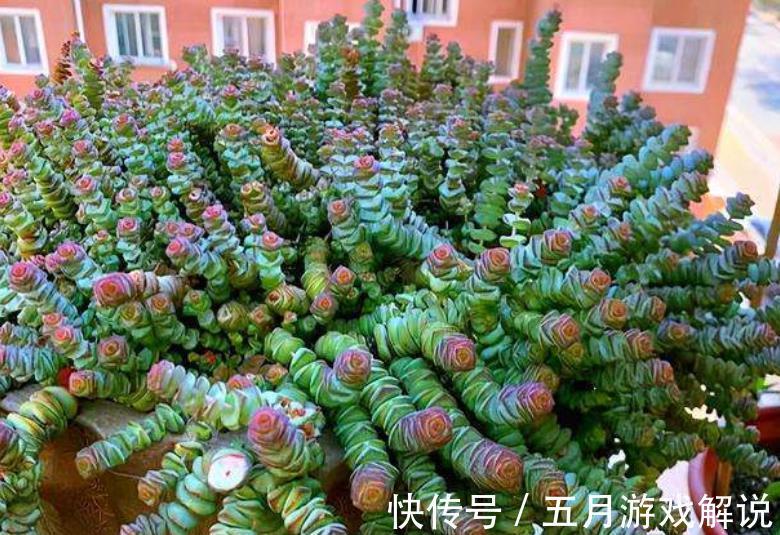 冬天养了4种漂亮多肉,保暖工作做到位,安全过冬上色美