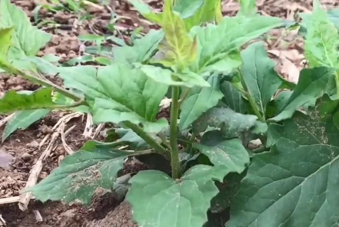 小优|农村这种看着很不起眼的野草,人称“千里光”,对视力很有疗效