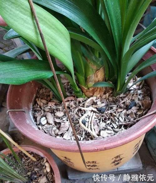 竹签子|不会养君子兰?插根竹签子,立竿见影,养出高品质君子兰