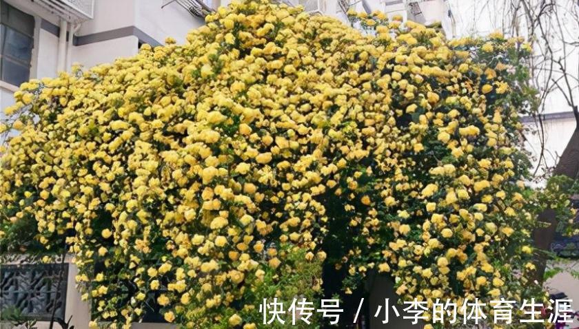 家里有个小院子别浪费,养这3种花,打理简单,开花如花海