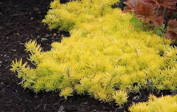 养殖''懒人花''多肉植物，盆栽牢记4点，个个染上漂亮糖果色