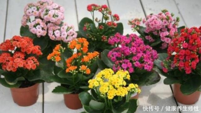 从春到秋,长寿花这样施肥,叶片肥厚,度夏容易,秋季复花满枝头!