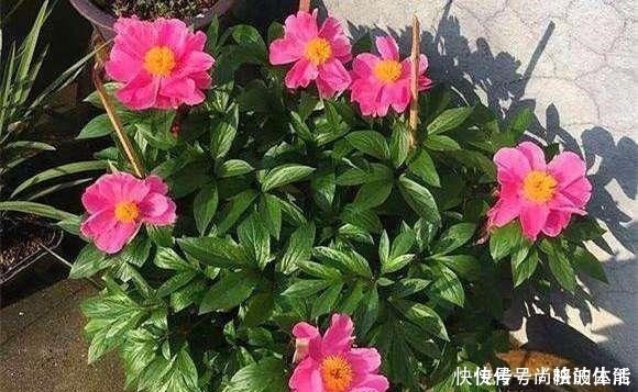 花芽|啤酒水浇花有技巧,里面加“4个小东西”,叶子油绿,花儿长疯了!