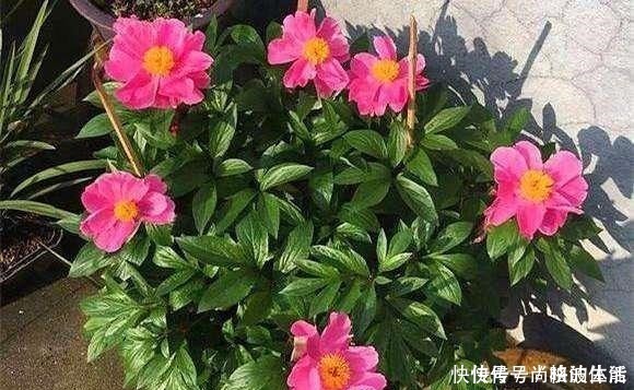 花芽|啤酒水浇花有技巧，里面加“4个小东西”，叶子油绿，花儿长疯了！